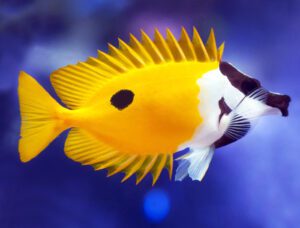 One Spot Foxface Rabbitfish