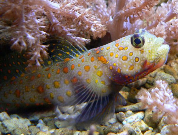 Orange Spotted Watchman Goby