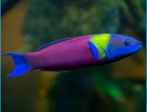 Paddlefin Rainbow Wrasse