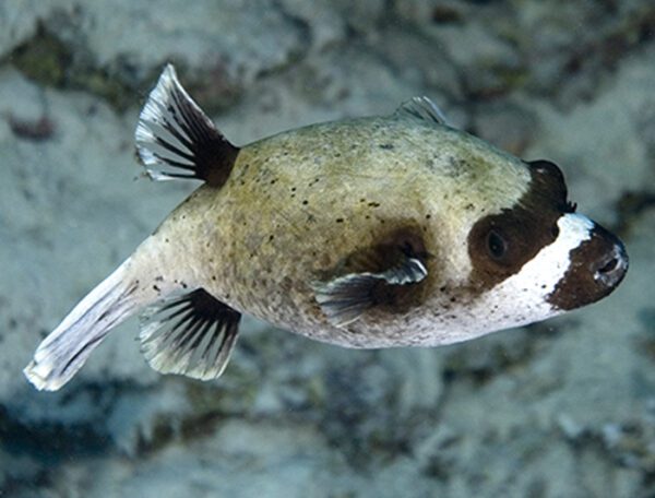 Panda Masked Puffer