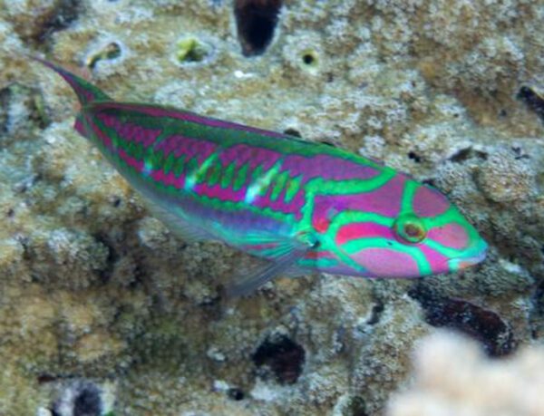 Pink Face Wrasse