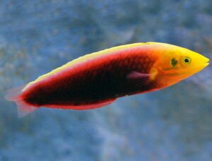 Radiant Wrasse