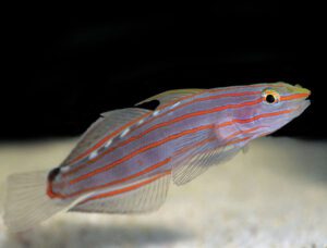 Rainford Goby (Court Jester)