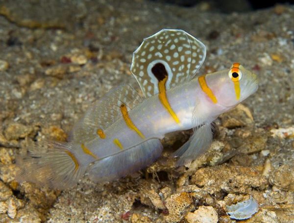 Randall's Prawn Goby