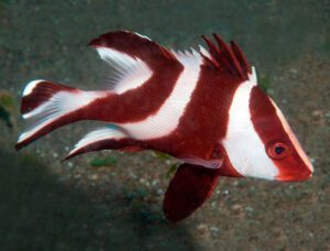 Red Emperor Snapper