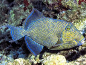 Rippled Triggerfish