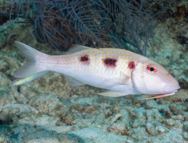 Spotted Goatfish