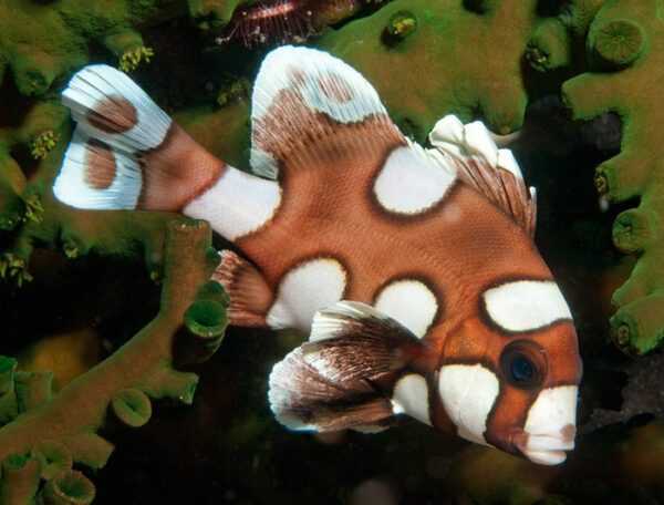 Spotted Sweetlips Juvenile