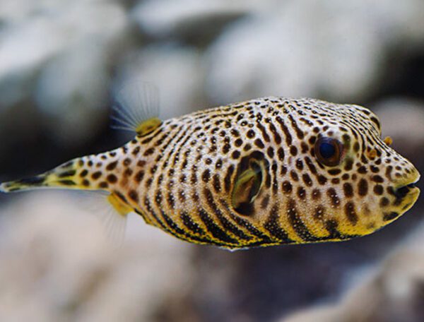 Starry Puffer