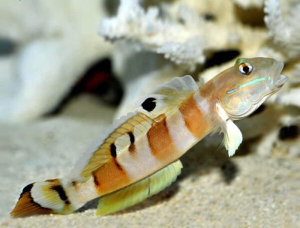 Tiger Shrimp Watchman Goby