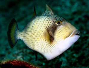 Titan Triggerfish Juvenile