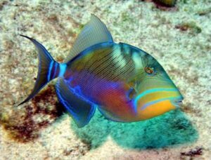 Queen Triggerfish