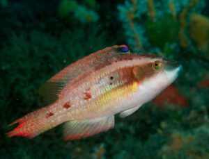 Two Spot Wrasse