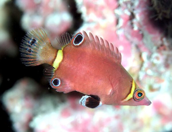 Yellow-Banded Possum Wrasse