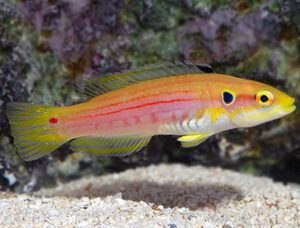 Yellow Candy Hogfish