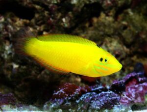 Yellow Coris Wrasse