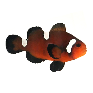 Nearly Naked Chocolate Clownfish