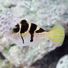 Black Saddle Filefish